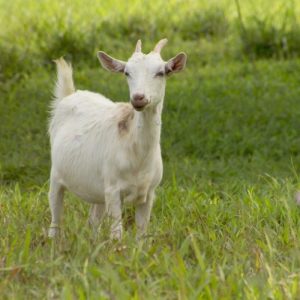 صدای بز
