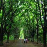 صدای راه رفتن در پارک