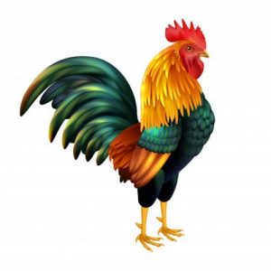 صدای قوقولی قوقو خروس